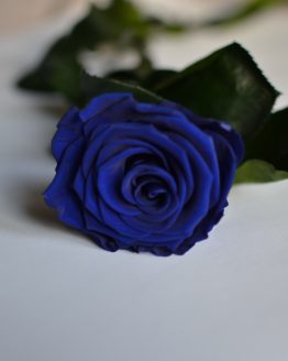 blue everlasting rose