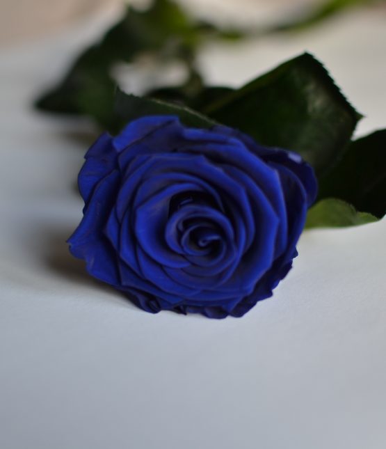 Věčná modrá růže