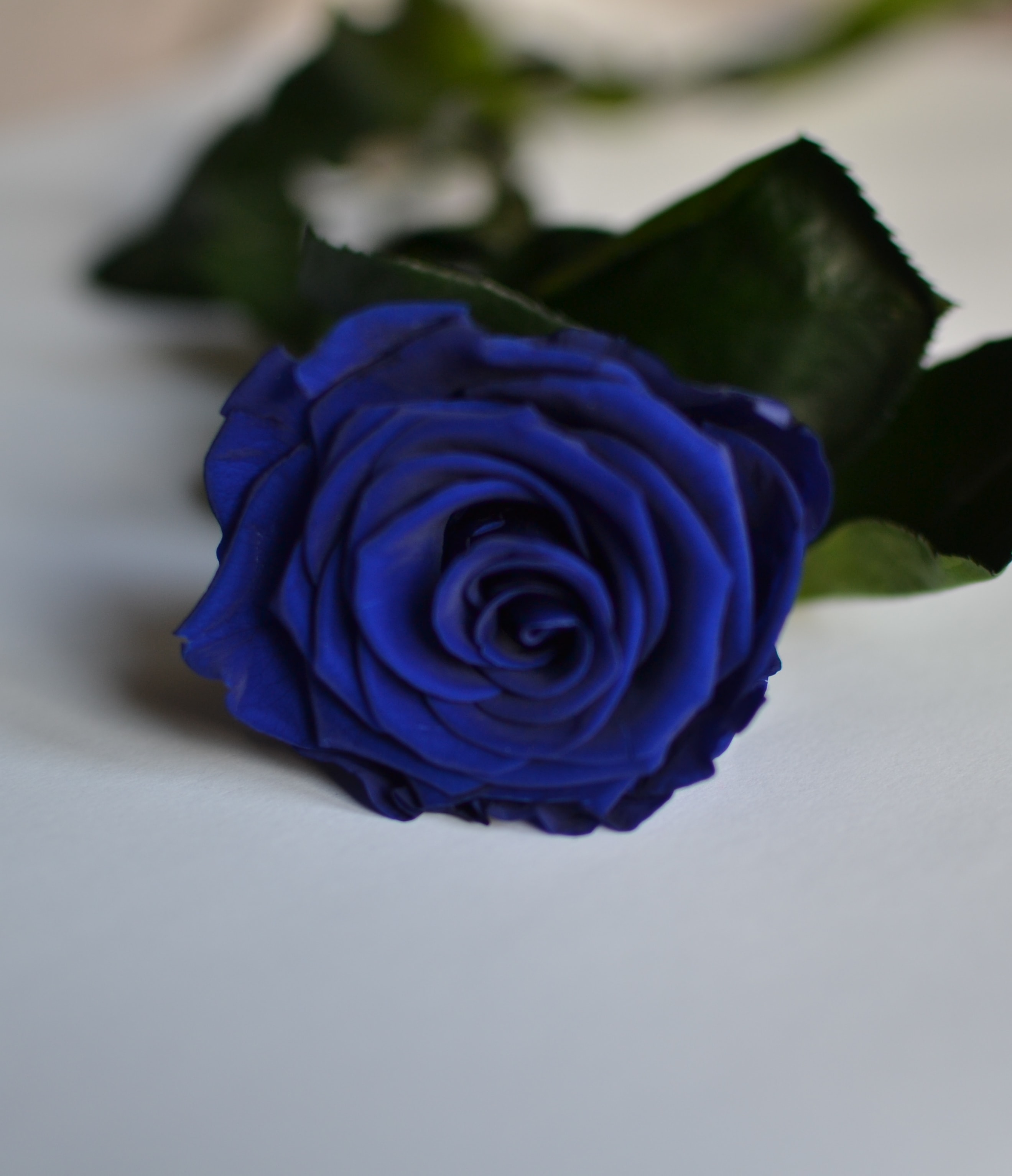 tu Eterna Azul barata | RosaEterna.Online