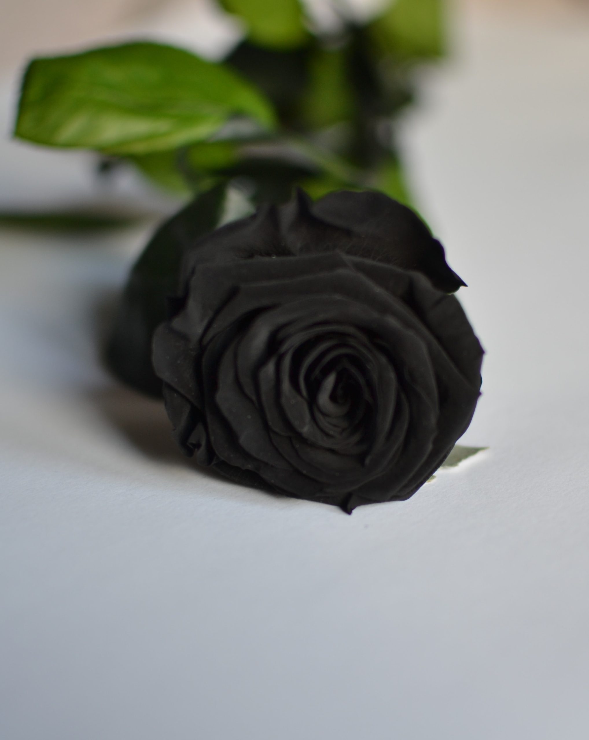Kup Eternal Black Rose: wybierz liofilizowaną : Rosaeterna.online