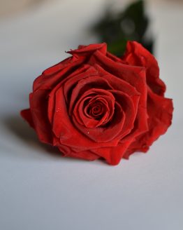 rosa preservada vermelha