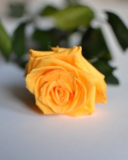 Róża wieczna żółta