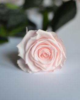 Pink everlasting rose