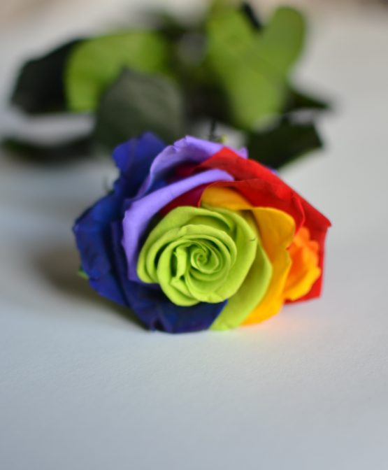 rosas preservadas arco-íris