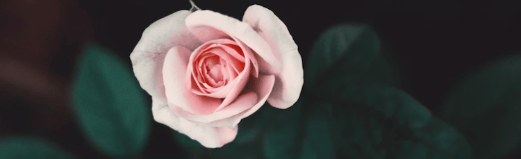 rosas rosas significado