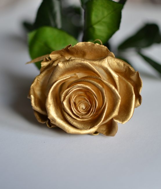 rosa preservada de cor dourada