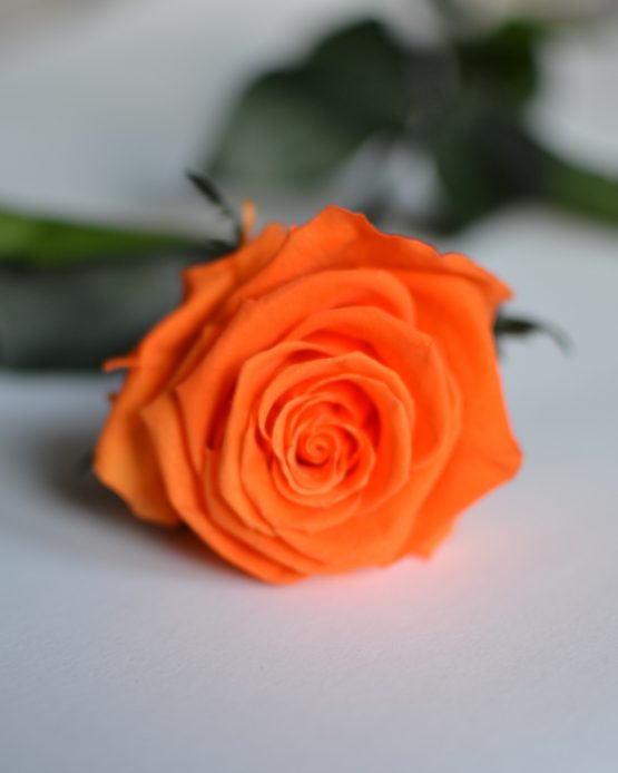 rosa preservada laranja