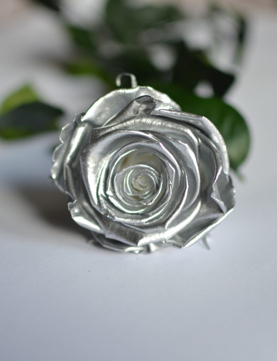 Silver everlasting rose