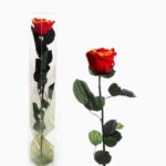 rose préservée sant jordi