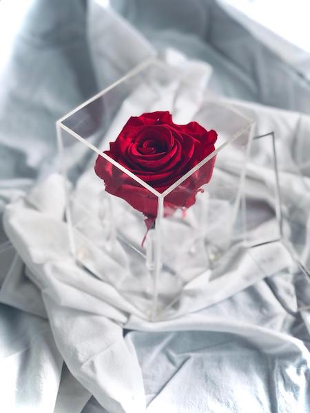 Individual rose in a perspex box