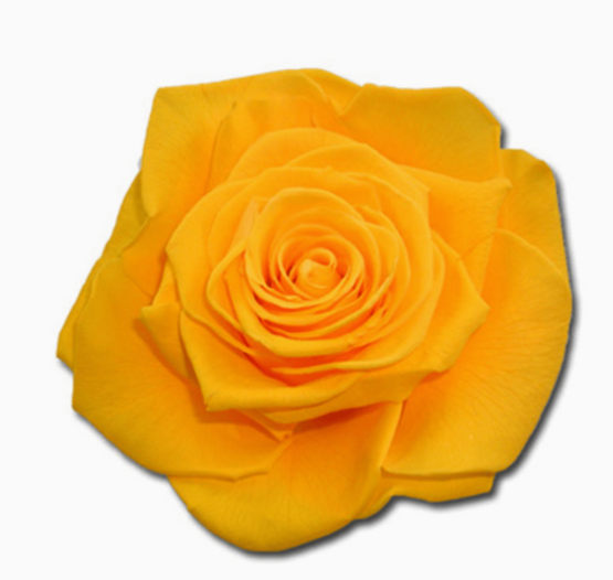 Cabeza Rosa Preservada Amarilla
